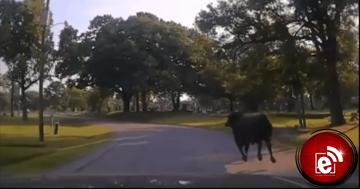 bull loose