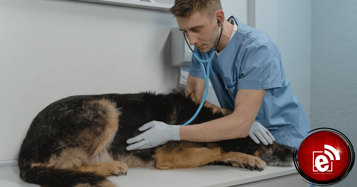 dog vet