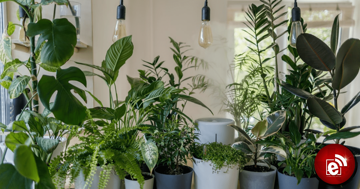 plants