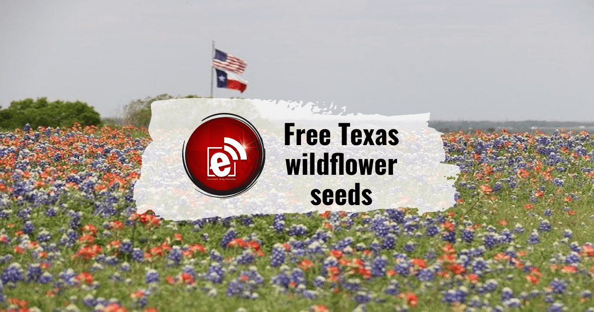 wildflower seeds