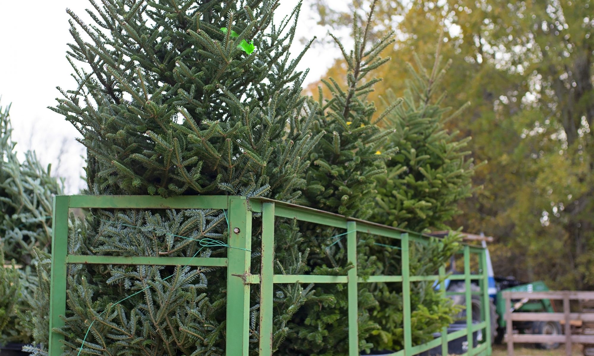 Lee's Christmas Tree Farm